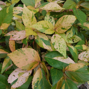 Acalypha Musaica Sunset Shrub Live Plant