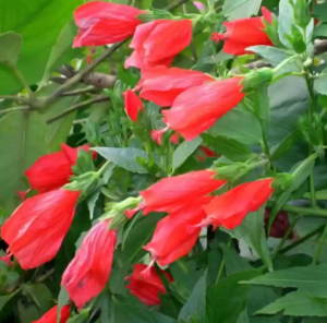 Cloud Farm Sleeping Hibiscus Red (Malvaviscus) Flowering Live Plant