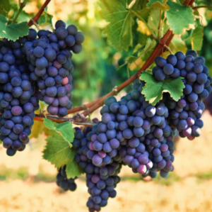 Black Grapes (Vitis vinifera) Fruit Live Plant