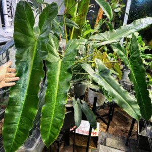 Philodendron Atabapoense Live Plant