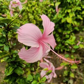 Hibiscus Light Pink Desi Flowering Live Plant