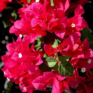 Bougainvillea Pink (Paper Flower) Flowering Live Plant