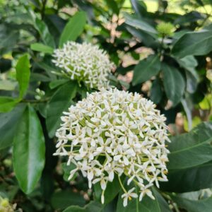 Ixora White Plant All Time Flowering Live Plant