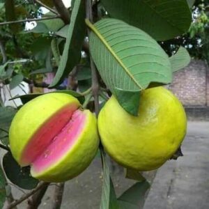 Lalit Guava (Pink Koiyya Plant) Live Plant