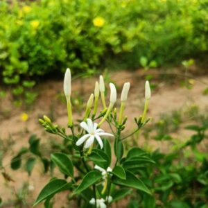 Jasminum Fluminense (Santhana Mullai) Live Plant